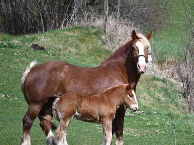 Bild 30 aus  Ferienwohnung Feistritzer Holdernig