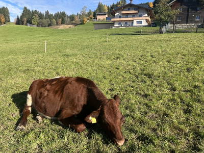 Bild 29 aus  Peterlehen