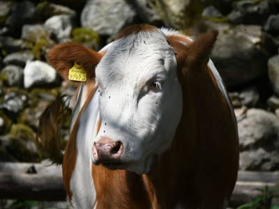 Bild 15 aus  Ferienwohnung Feistritzer Holdernig