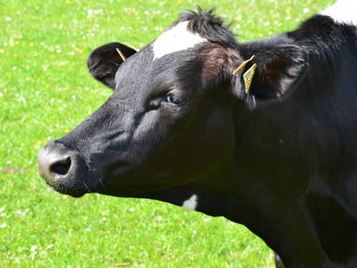 Bild 31 aus  Erbhof Kleintödling