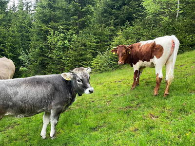 Bild 9 aus  Mittersteghof