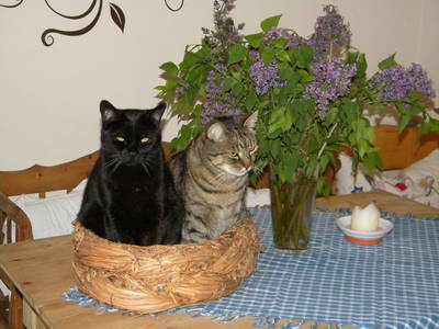 Bild 44 aus  Apartment - Haus Vera