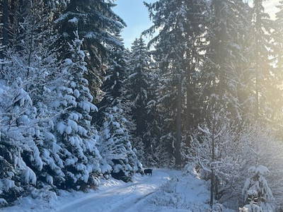 Bild 98 aus  Ascherhof