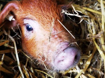 Bild 4 aus  Heeser Hof – Urlaub im Grünen