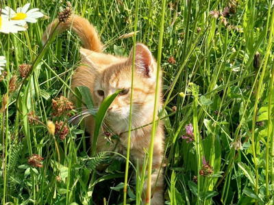 Bild 63 aus  Ferienhof Schneiderweg