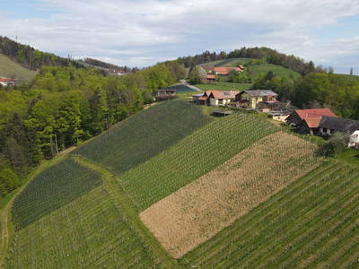 Bild 2 aus  Weingut Koller