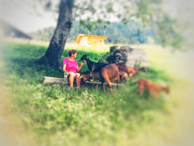 Bild 22 aus Familienbetrieb Maier