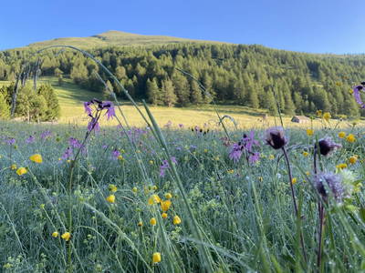 Bild 45 aus  Peitlerhütte