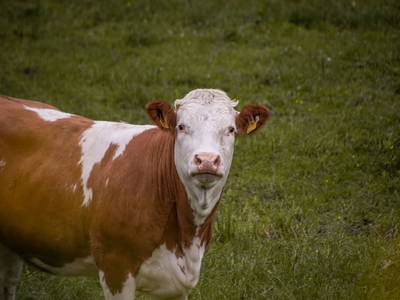 Bild 67 aus  Hofquartier Retzmoar