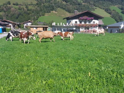 Bild 2 aus  Zillerlehen