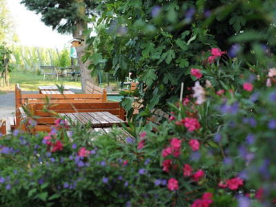 Bild 17 aus  Winzerhof & Buschenschank BOCKMOAR