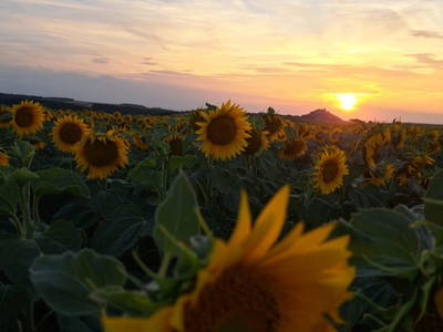 Bild 49 aus  Gästezimmer Rieder