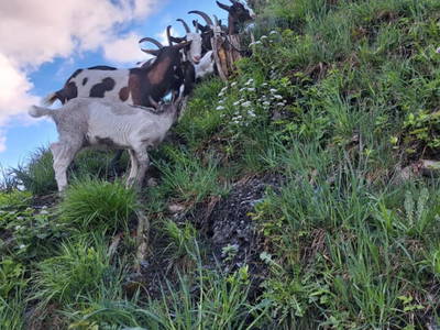 Bild 31 aus  Voithof