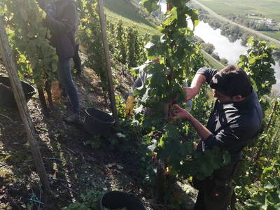 Bild 22 aus  Weingut Winnebeck inmitten der Weinberge