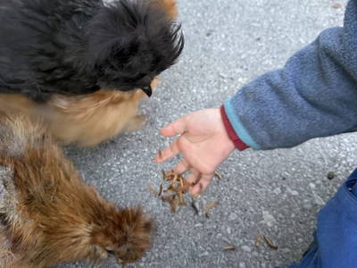 Bild 13 aus  S'Landhäuschen