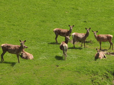 Bild 33 aus  Schmiedhofer