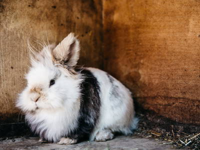 Bild 29 aus  Ferienhaus am Bognerhof