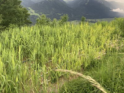 Bild 175 aus  Mösslacherhof