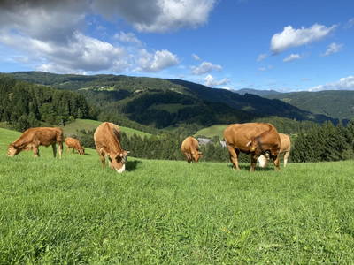 Bild 209 aus  Seewaldhof