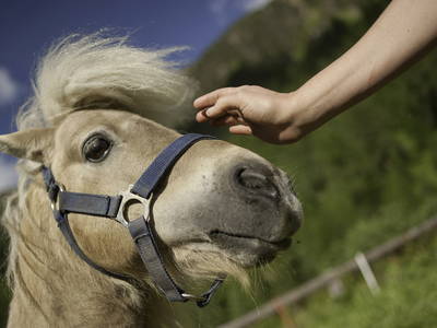 Bild 38 aus  BIO Bergbauernhof Inner-Glieshof
