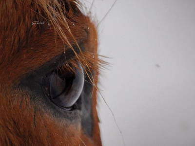 Bild 69 aus  Oberegghof