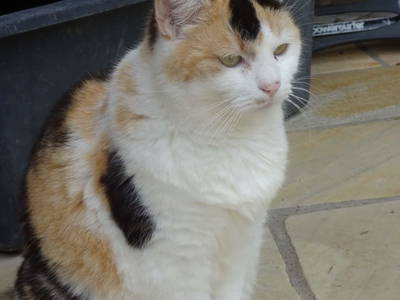 Bild 54 aus  Bauer am Berg