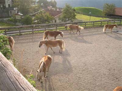Bild 53 aus Bio & Reiterhof der Veitenhof Ötztal Tirol