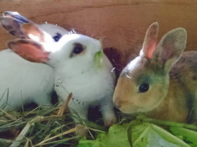 Bild 153 aus  Almhütte Brandgut