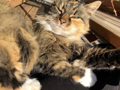 Bild 70 aus  Ferienhaus Pointleitnhof