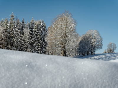 Bild 103 aus  Biobauernhof Brandlhof