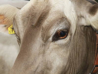 Bild 12 aus  Der BiscHOF in Mellau