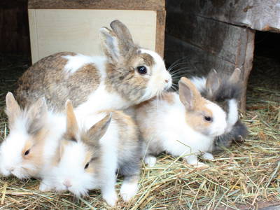 Bild 21 aus  Schlosshof - der Urlaubsbauernhof