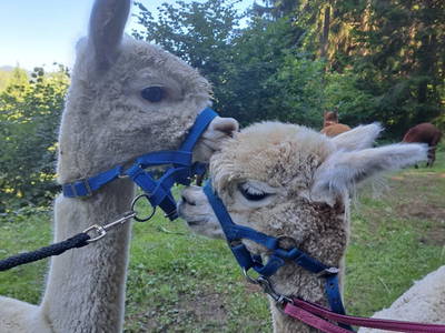 Alpaka verzaubern jedem ein 😃 