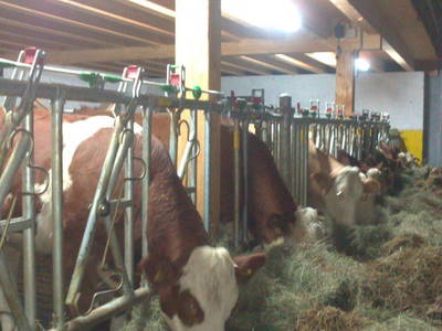 Bild 37 aus  Verwöhnbauernhof im Mühlviertel