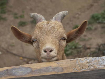 Bild 16 aus  Panorama Hof Fa. Sereinig