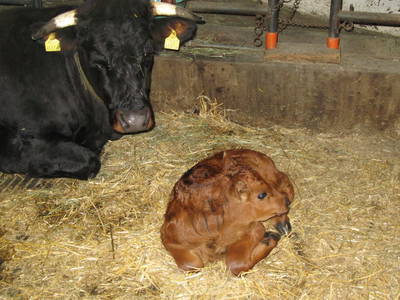 Bild 25 aus  Pirkerhof