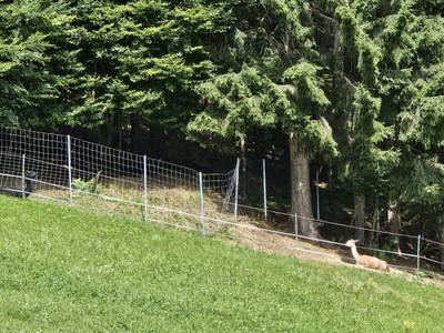 Bild 19 aus  Pfleger Ranch am Schönegg Gut