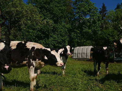 Bild 51 aus  Blattlbauer