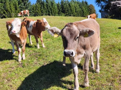 Bild 18 aus  Obergrafenberger