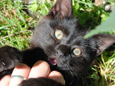 Bild 45 aus  Chalet Gretchenruhe