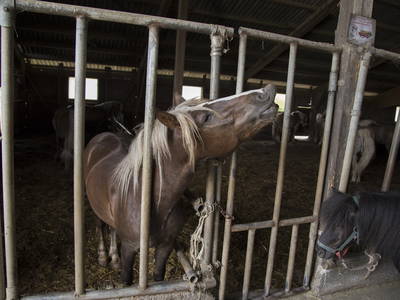 Bild 38 aus  Allgäu Bergferienhof