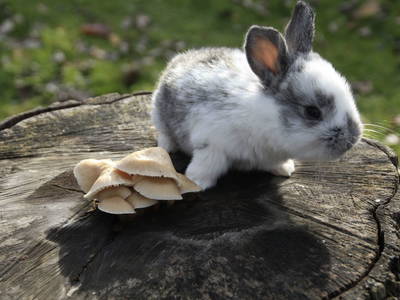 Bild 41 aus  Biohof Besenbäck