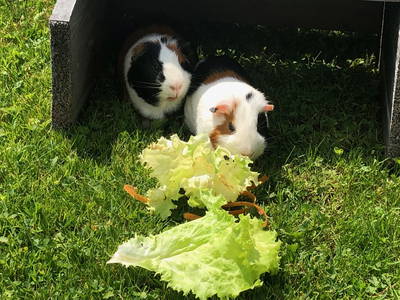 Bild 39 aus  Brennergut