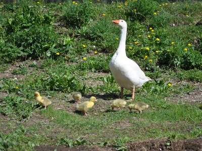 Bild 78 aus  Prentnergut