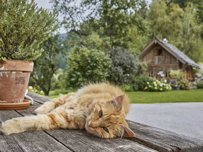 Bild 7 aus  Stückler - Hütte