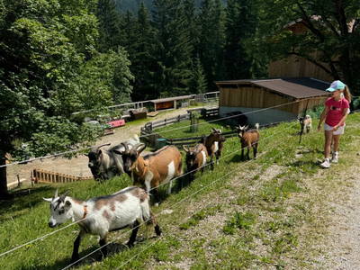 Bild 94 aus  Stegerhof