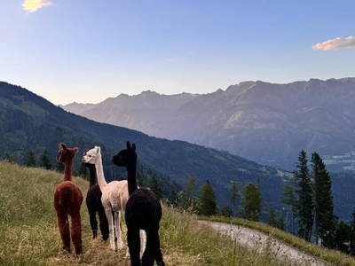 Bild 95 aus  Wallneralm