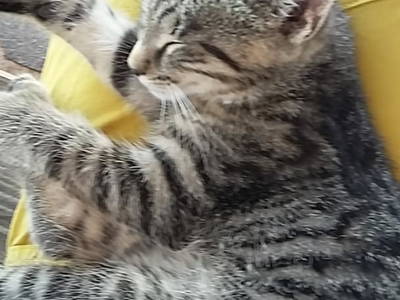 Bild 101 aus  Alpenhof Grafleiten