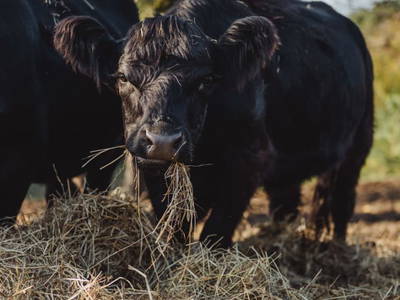 Bild 21 aus  Biohofgut Laschalt