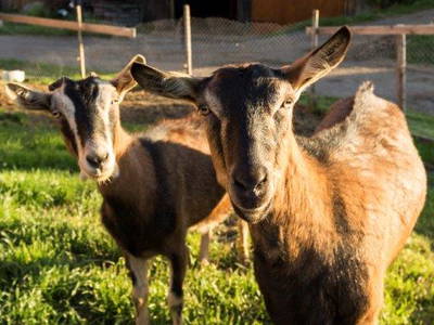 Bild 36 aus  Allgäu Bergferienhof